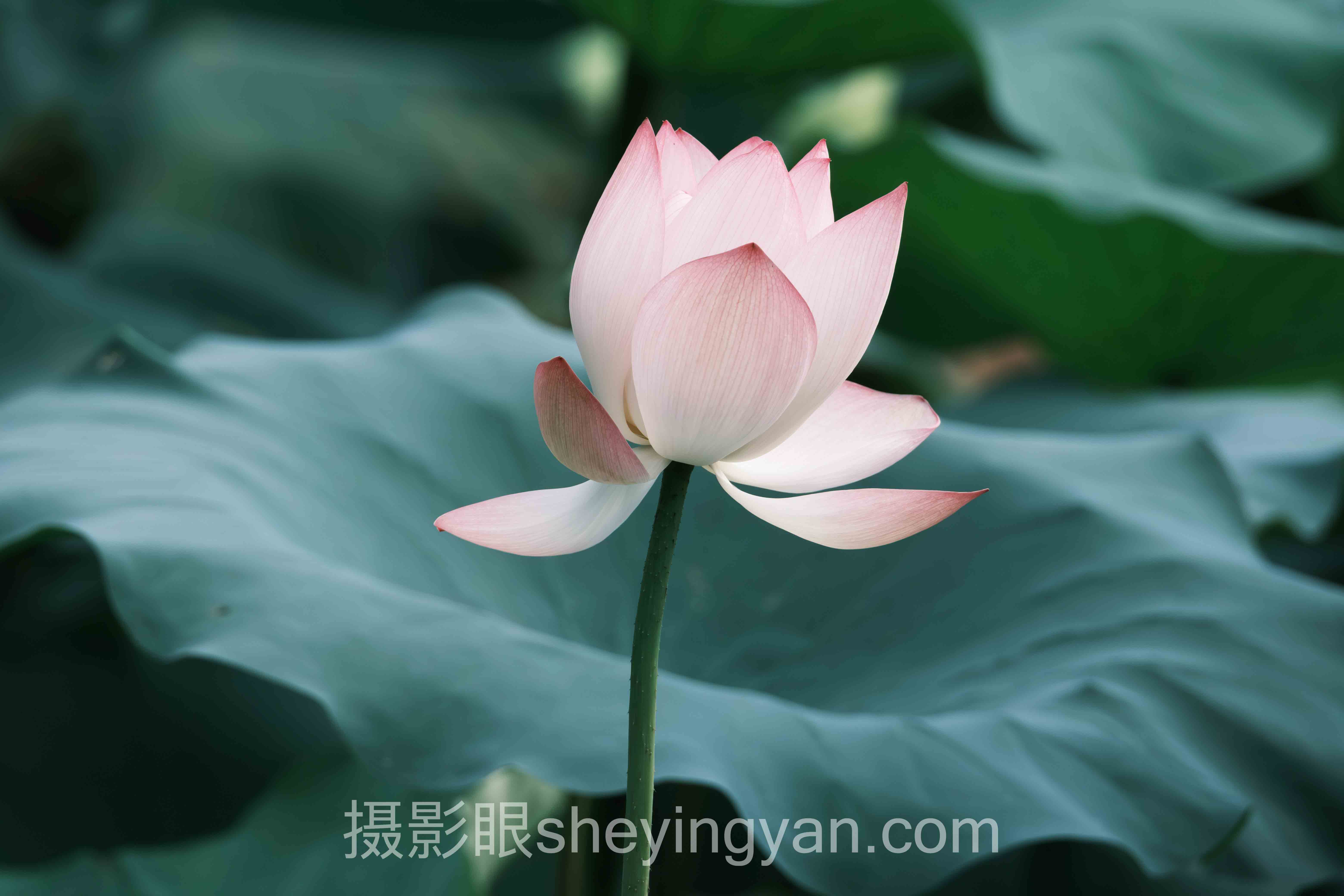对话行业专家：摄影眼官网会员的价值洞察与摄影学习新路径