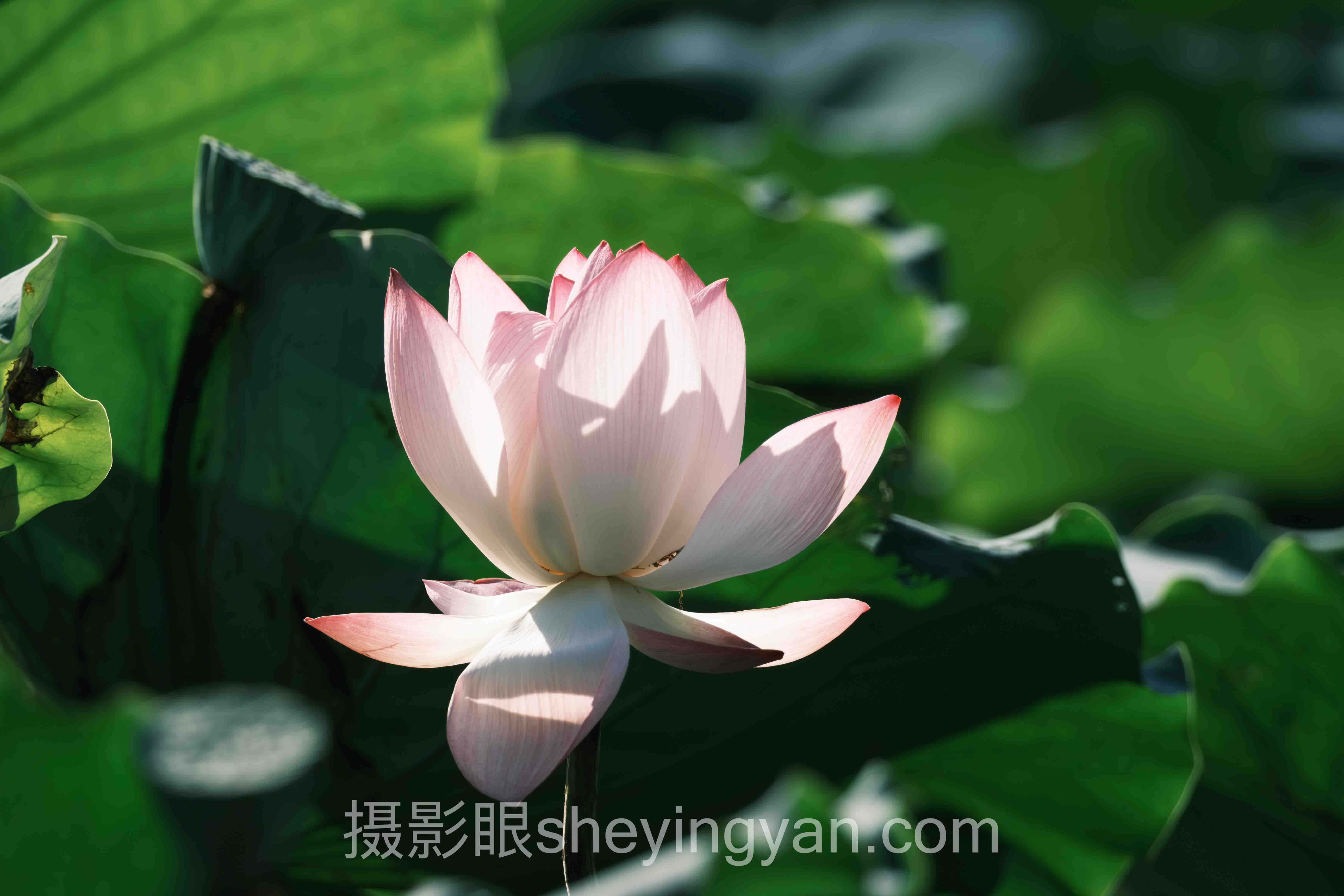 新手学摄影书籍推荐
