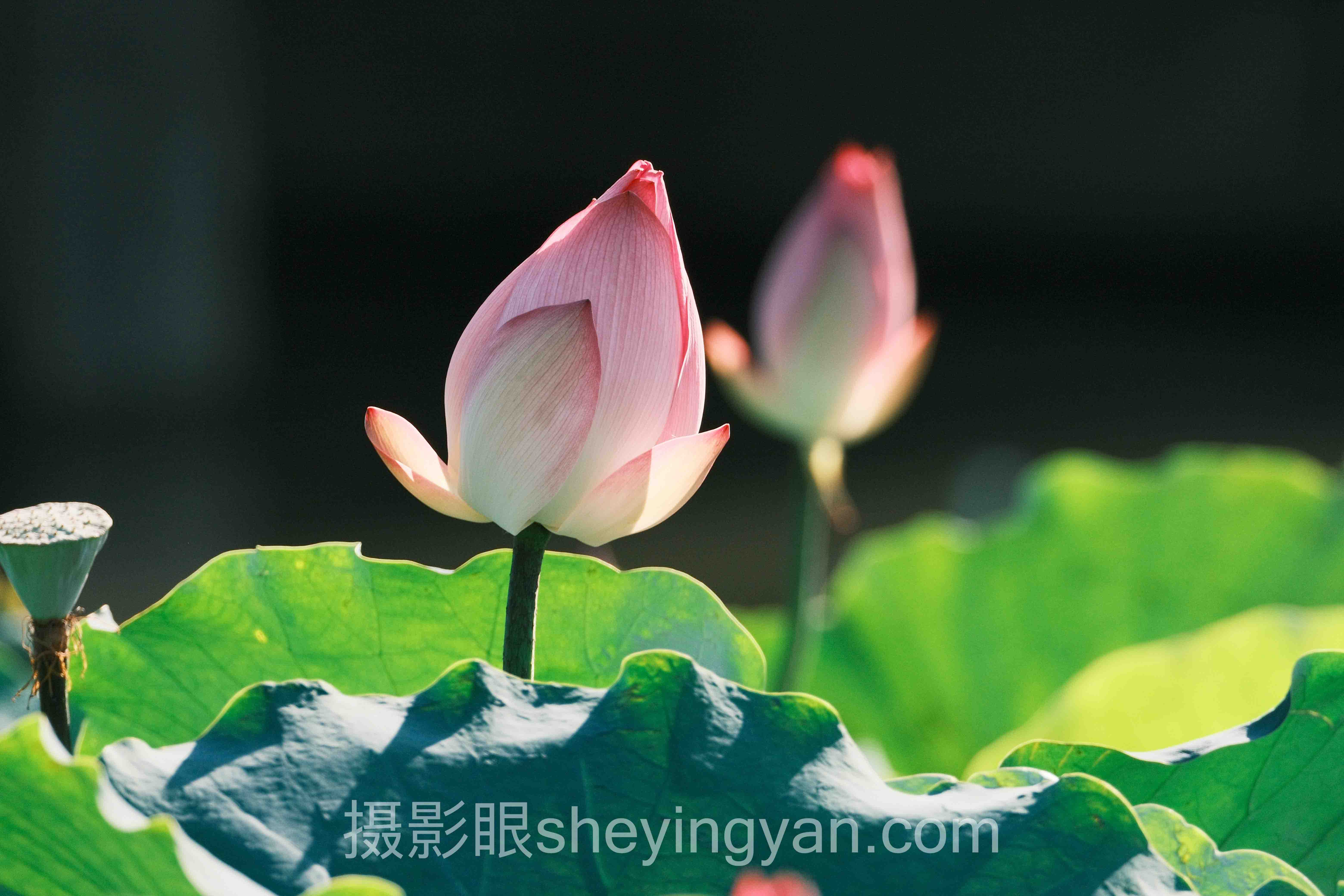 摄影眼平台暗角深度分析：现状、挑战与未来趋势