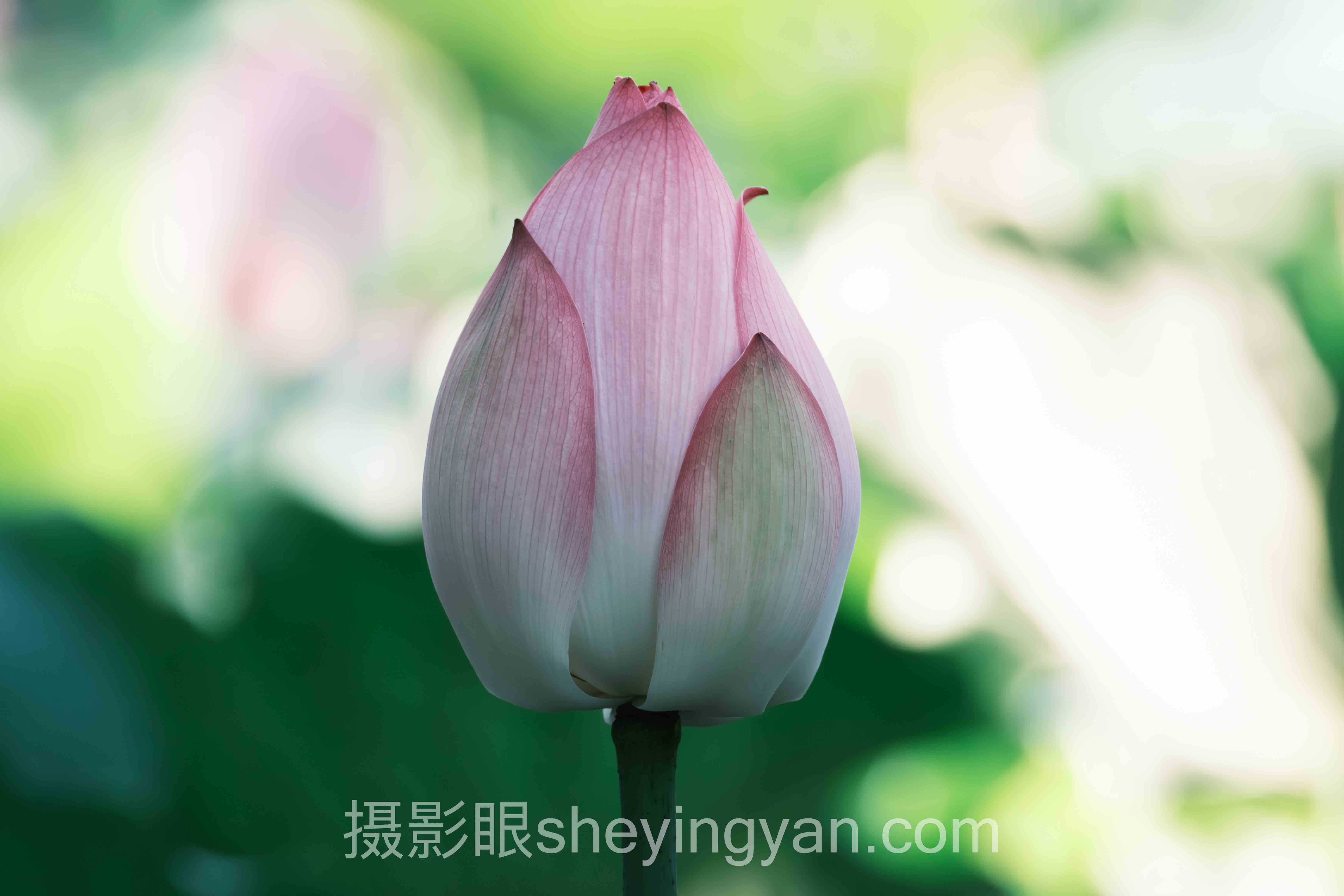 透视摄影点评网站：从底层逻辑到发展趋势