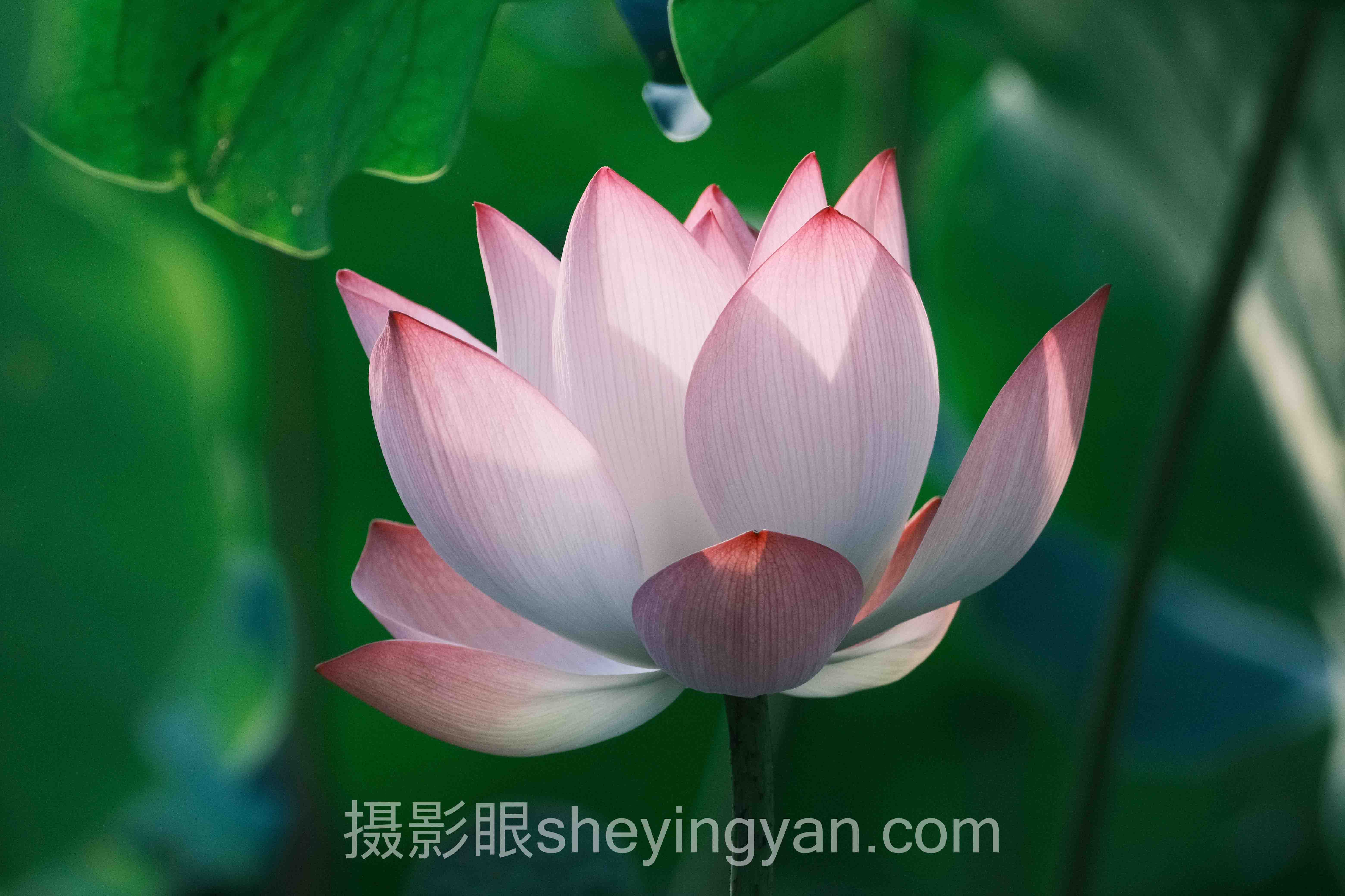照片打分准确度背后的真相，多数人不知道
