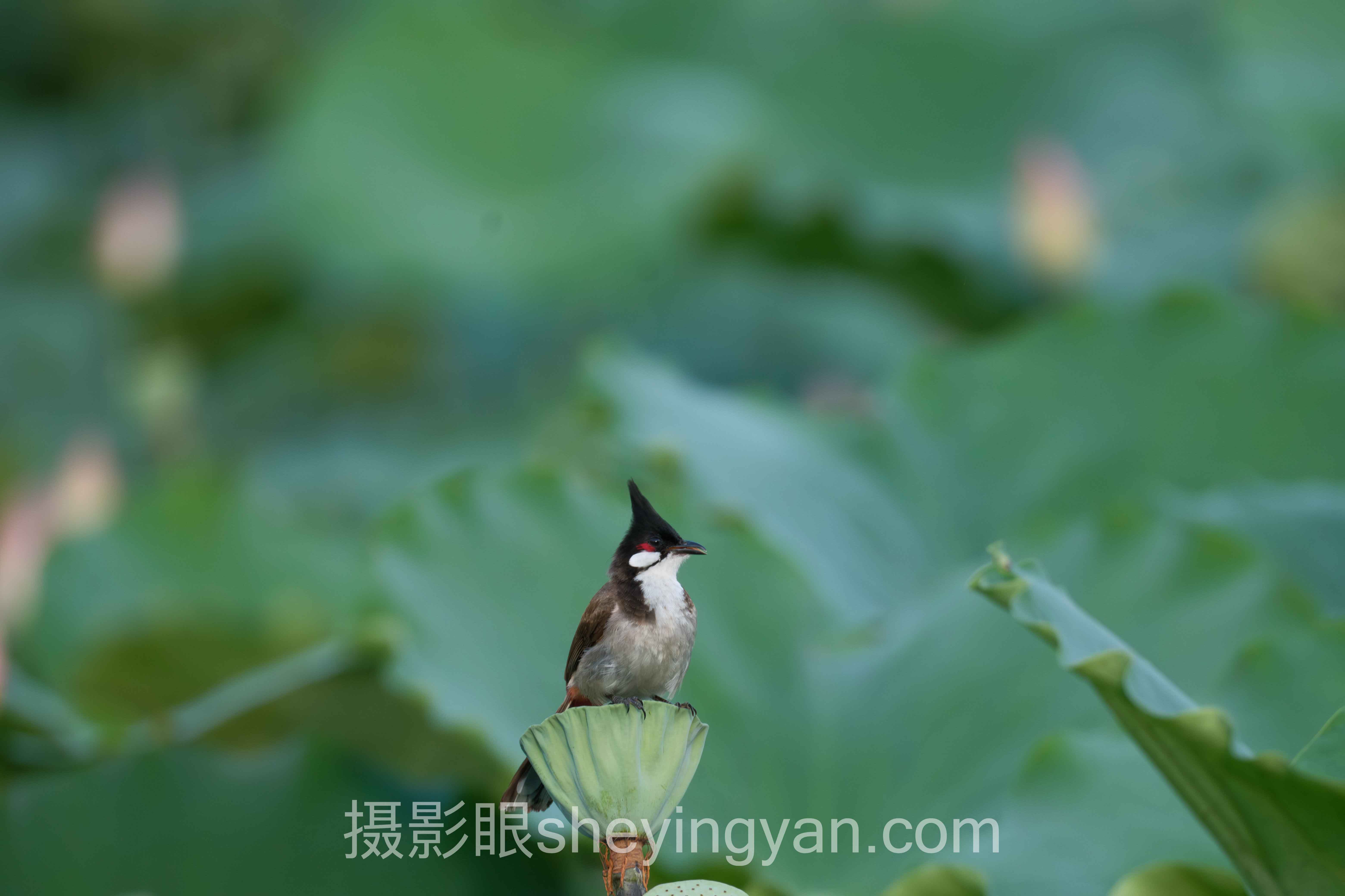 摄影老手进阶秘籍深度评测：4类照片点评平台全面解析