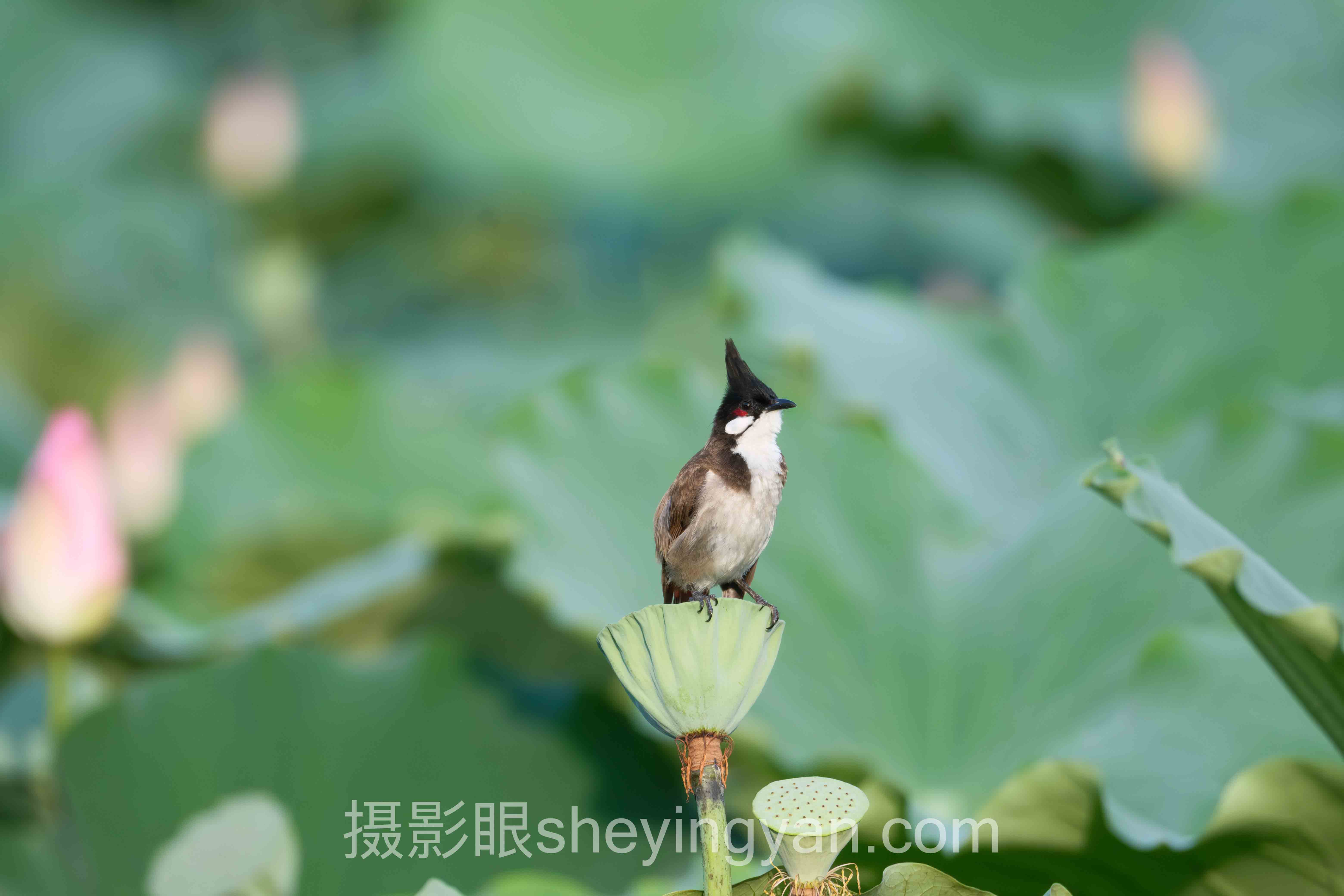新手学摄影基础知识完整指南：从入门到精通的6个步骤