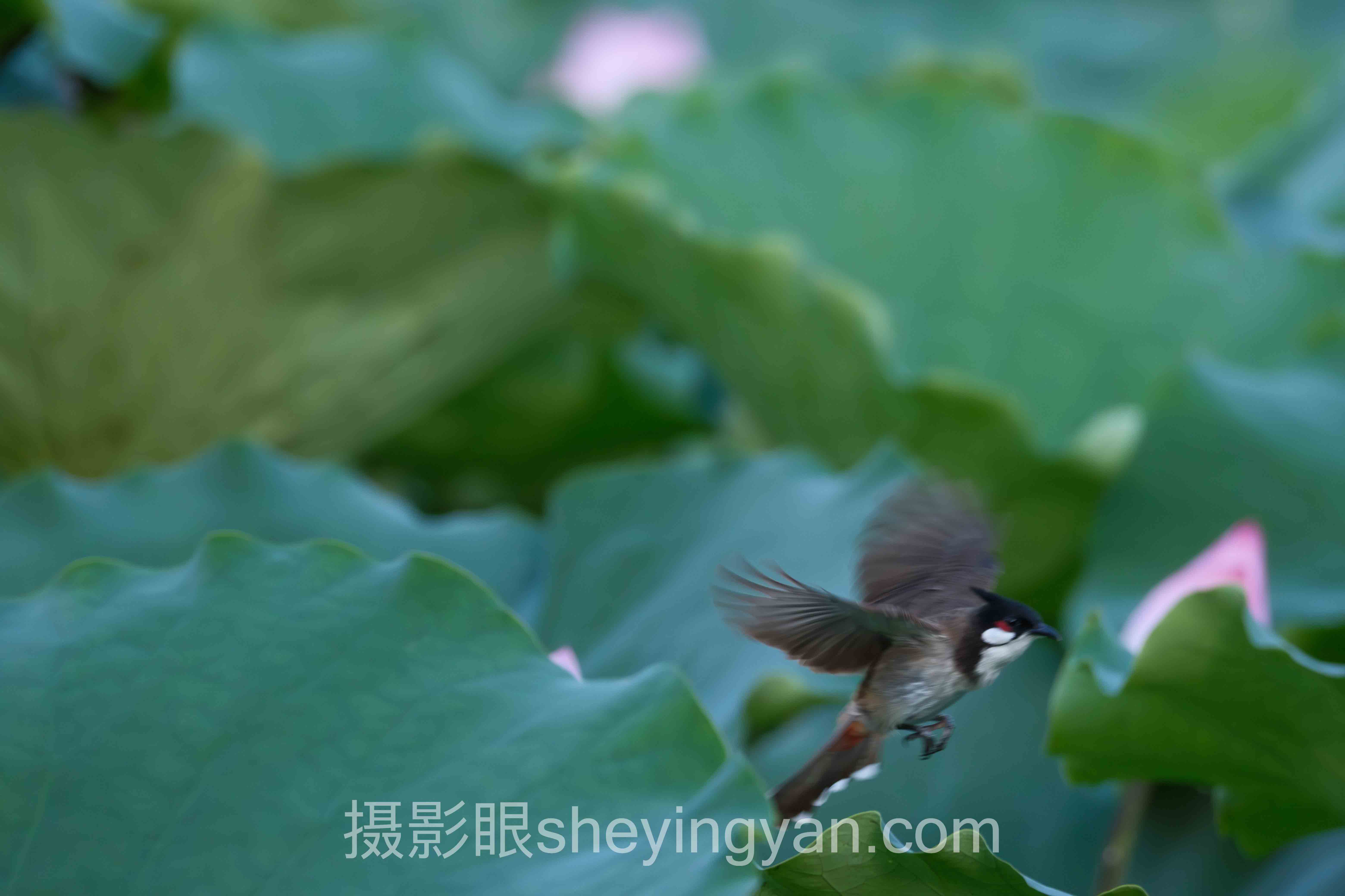深度解析：摄影眼官网高分榜的核心问题与答案