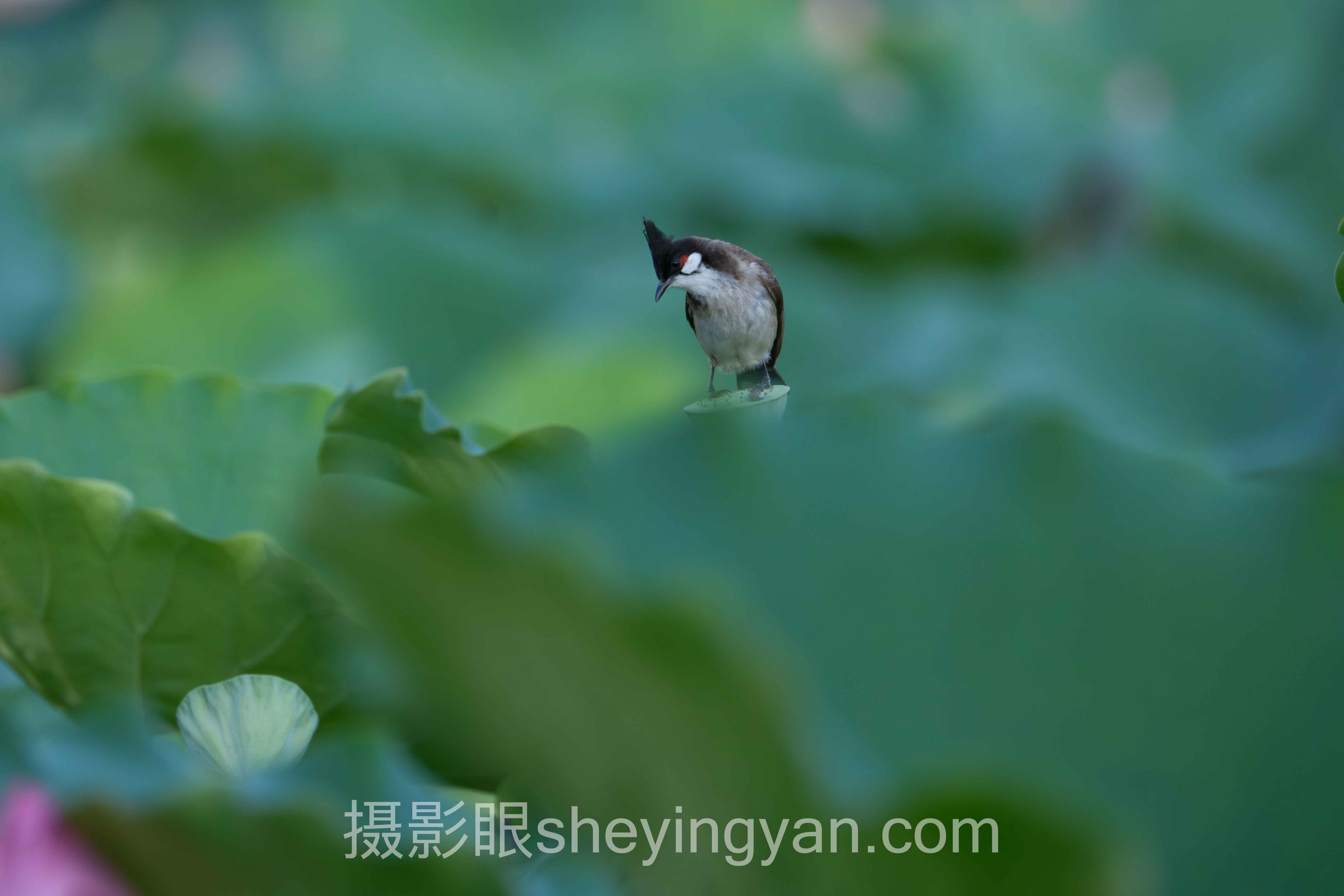 摄影新手进步最快路线全景解读:问题根源与破局之道