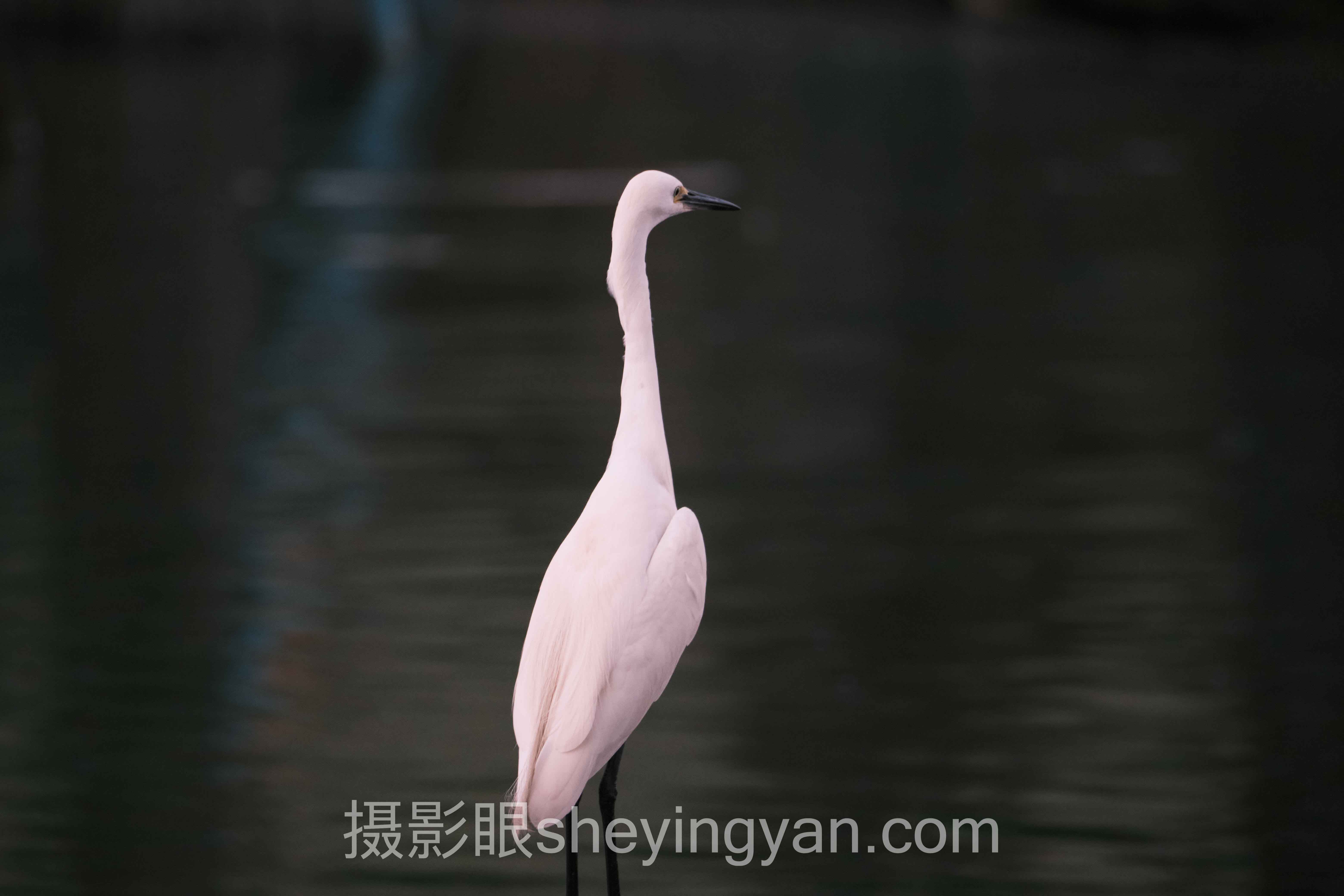 摄影眼官网会员价格表行业数据全景：6组数据揭示真相