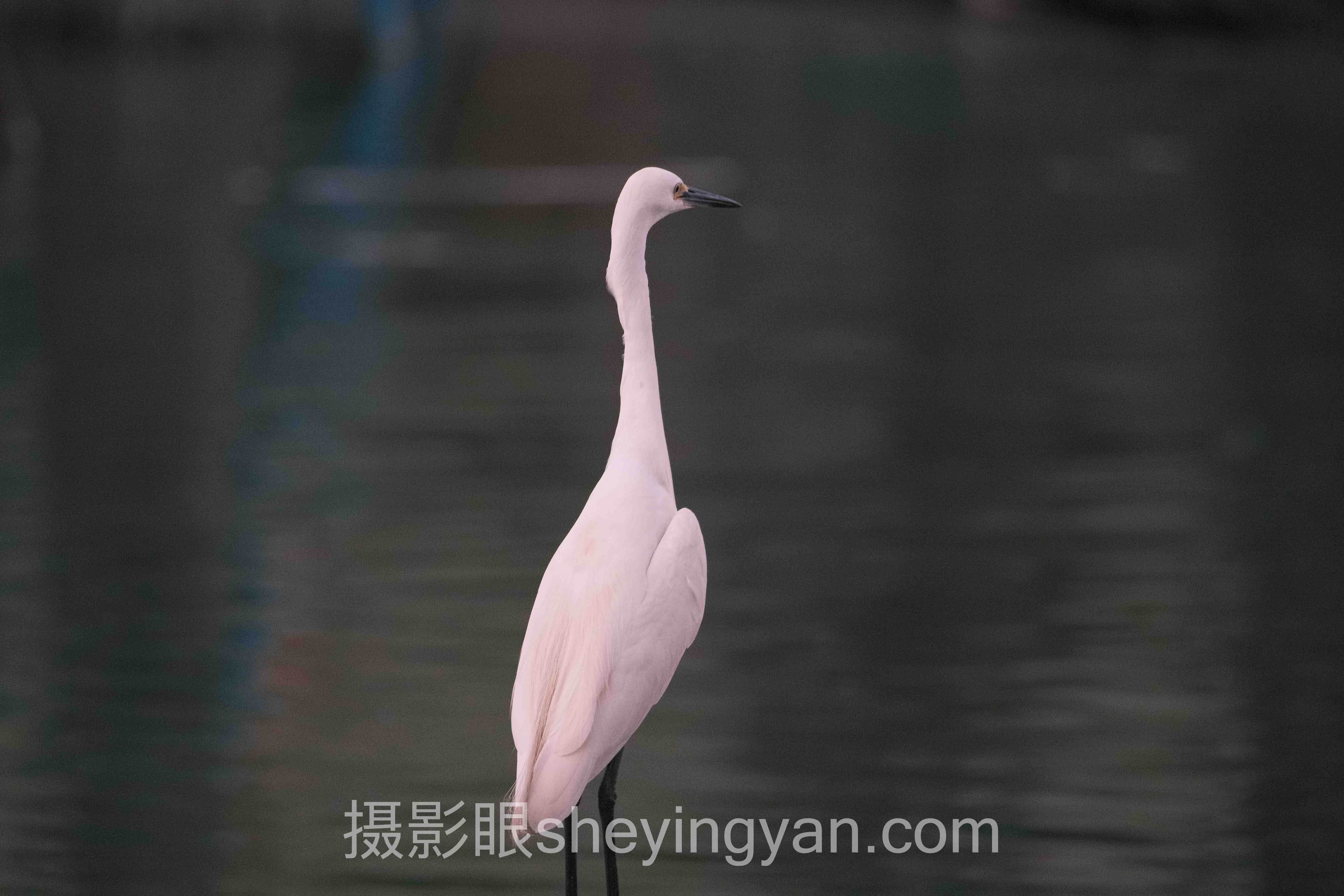 蓝色时刻深度评测：4大摄影点评平台横向对比全解析