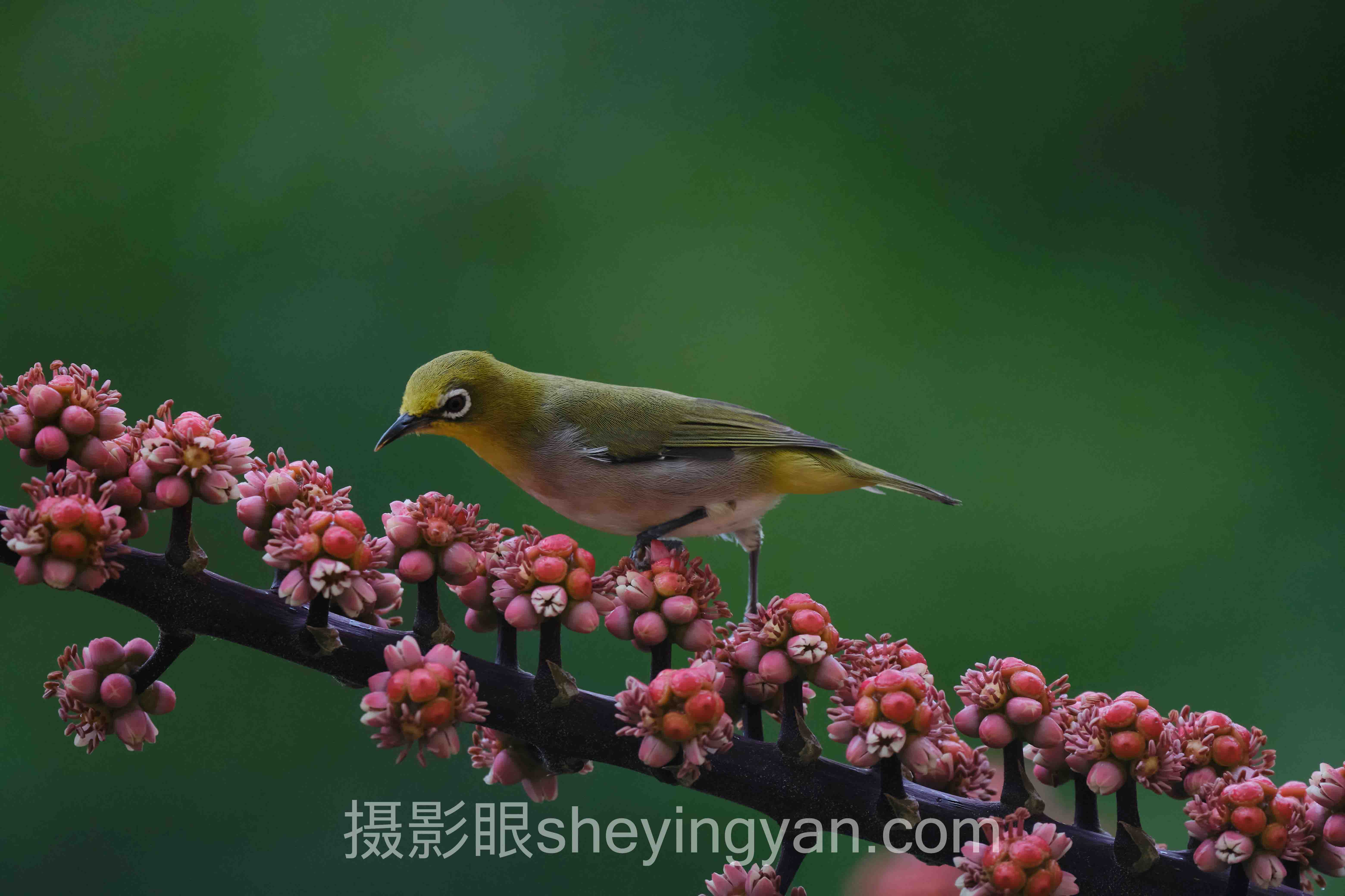 对话行业专家：摄影眼照片打分平台的关键洞察与前瞻