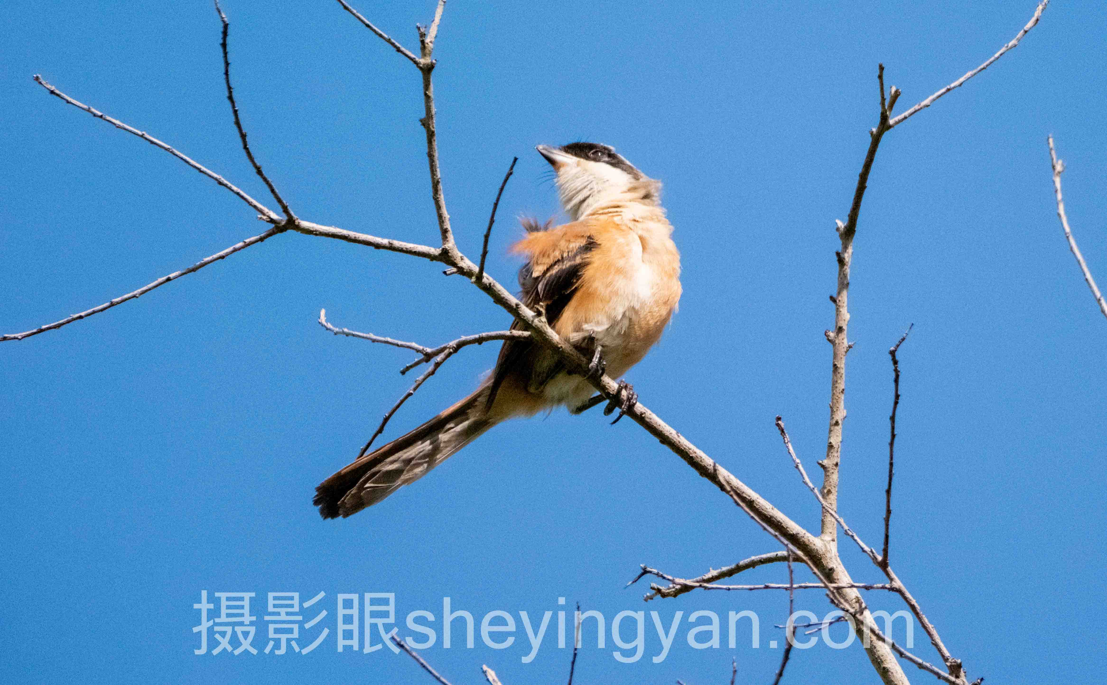 摄影在线课程主流方案横向对比：4大平台哪个更适合你？
