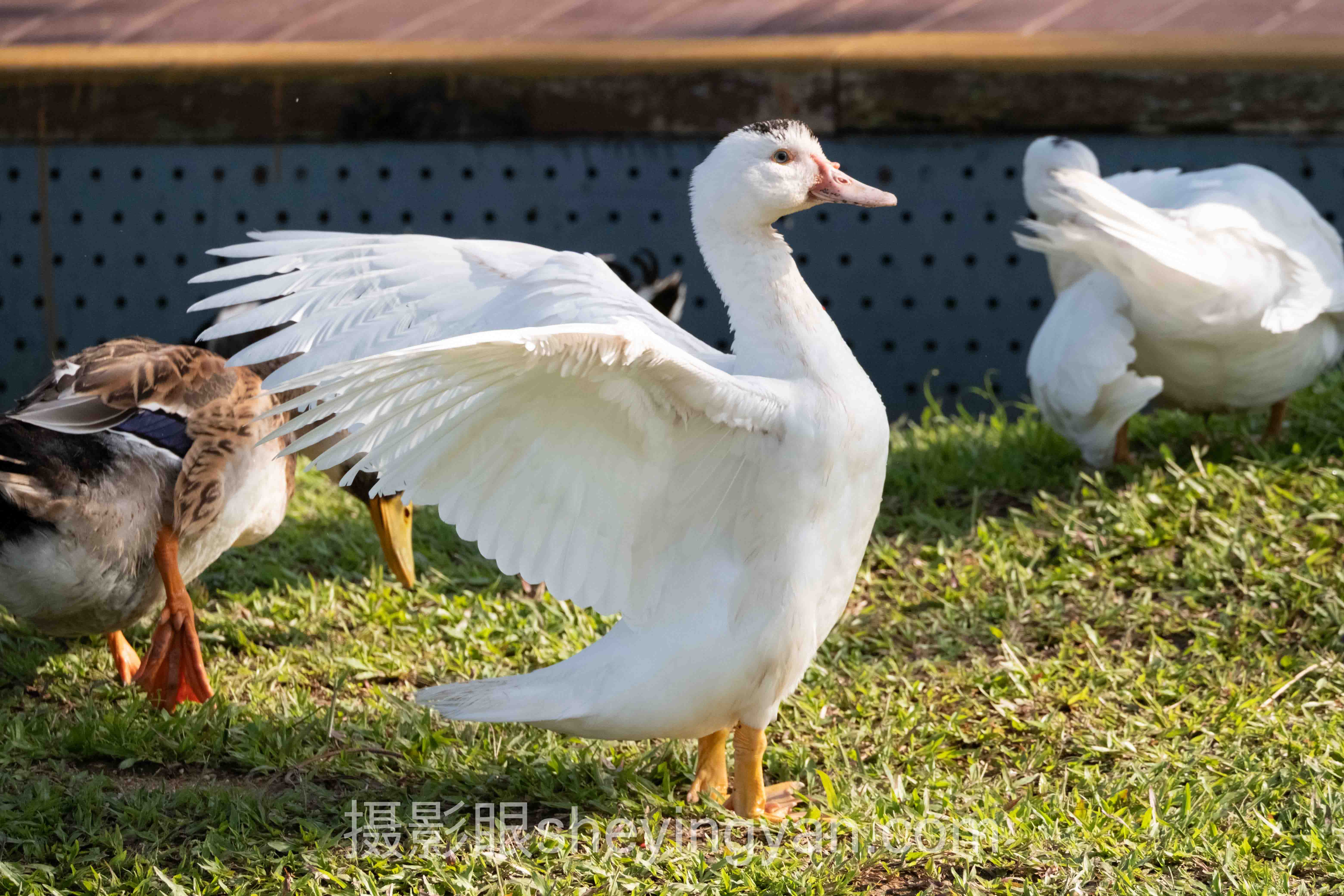 Flickr摄影十人谈：多位专家的核心观点汇总