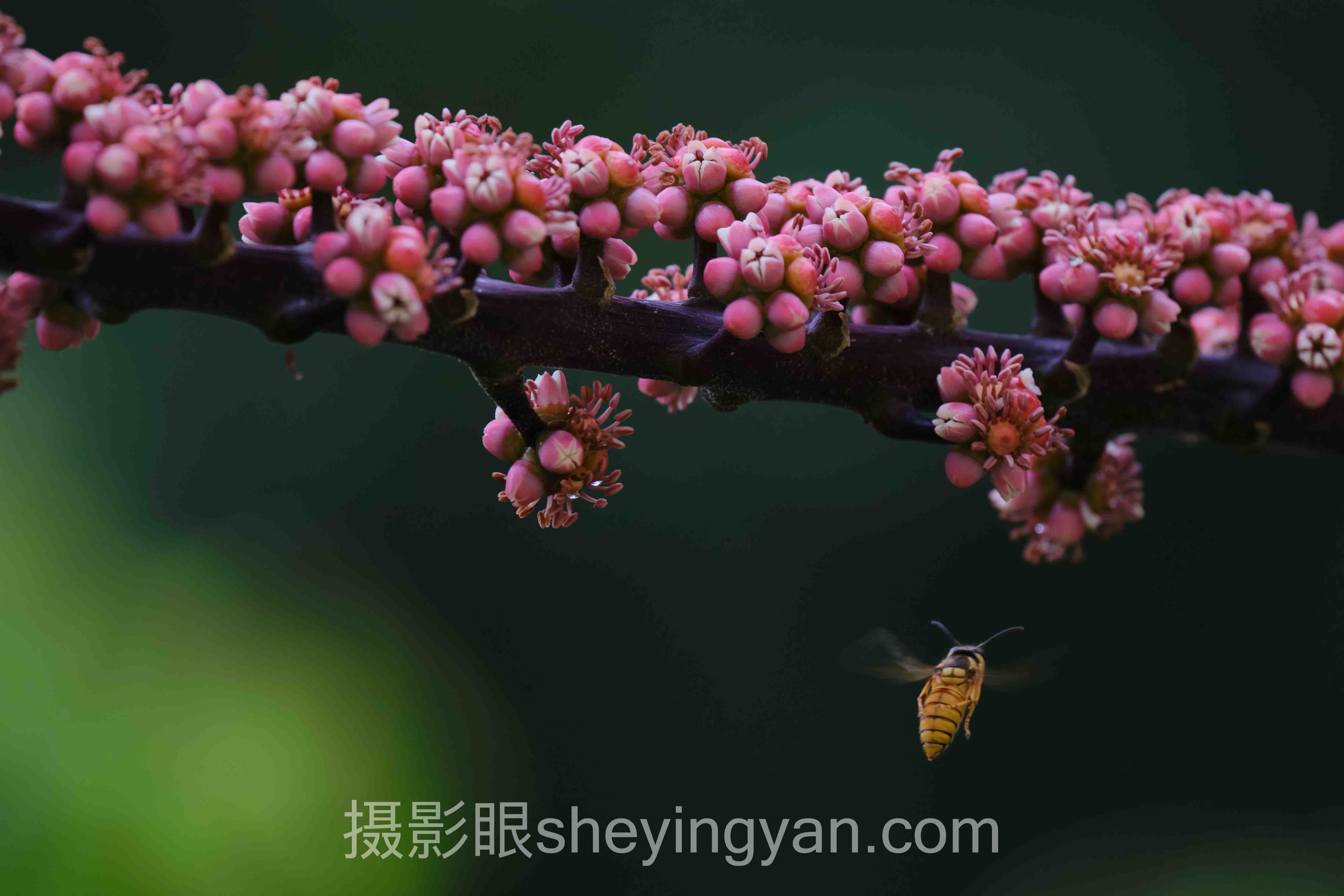 专家深度解读：摄影眼没有APP，下载入口背后的机遇与挑战