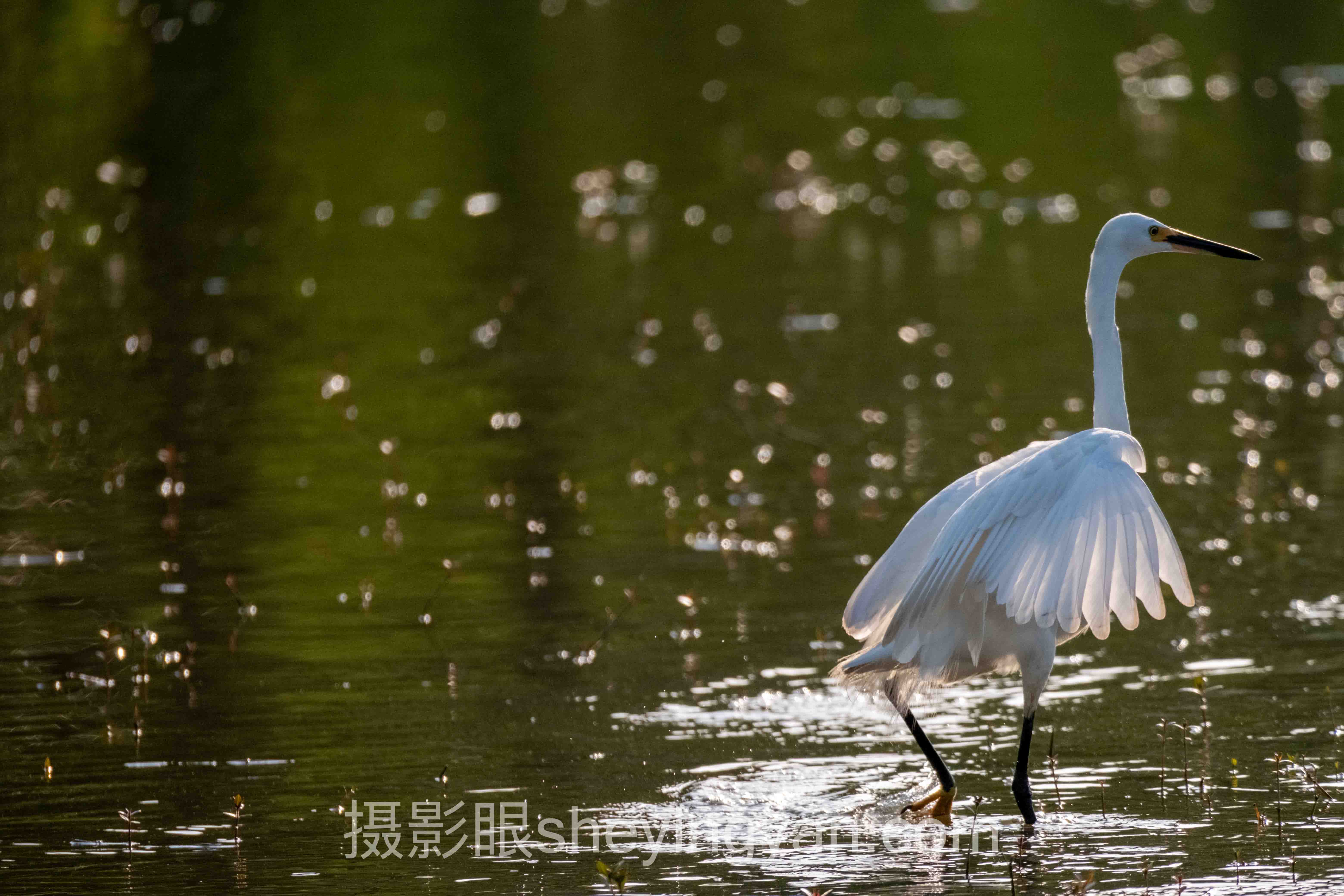 婚礼摄影评估深度评测：5种主流方案全面解析